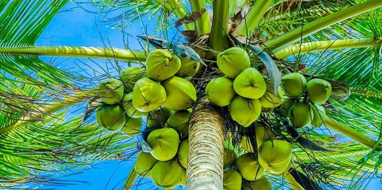 Petani Wajib Tahu, Ini Jurus Ampuh Atas Hama Sexava di Perkebunan Kelapa