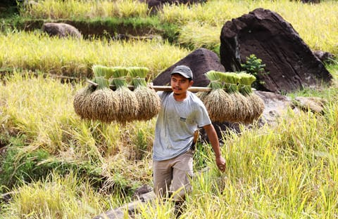 Nilai Tukar Petani Riau Naik di Juli 2025, BPS Riau : Tanda Positif Daya Saing Petani Meningkat