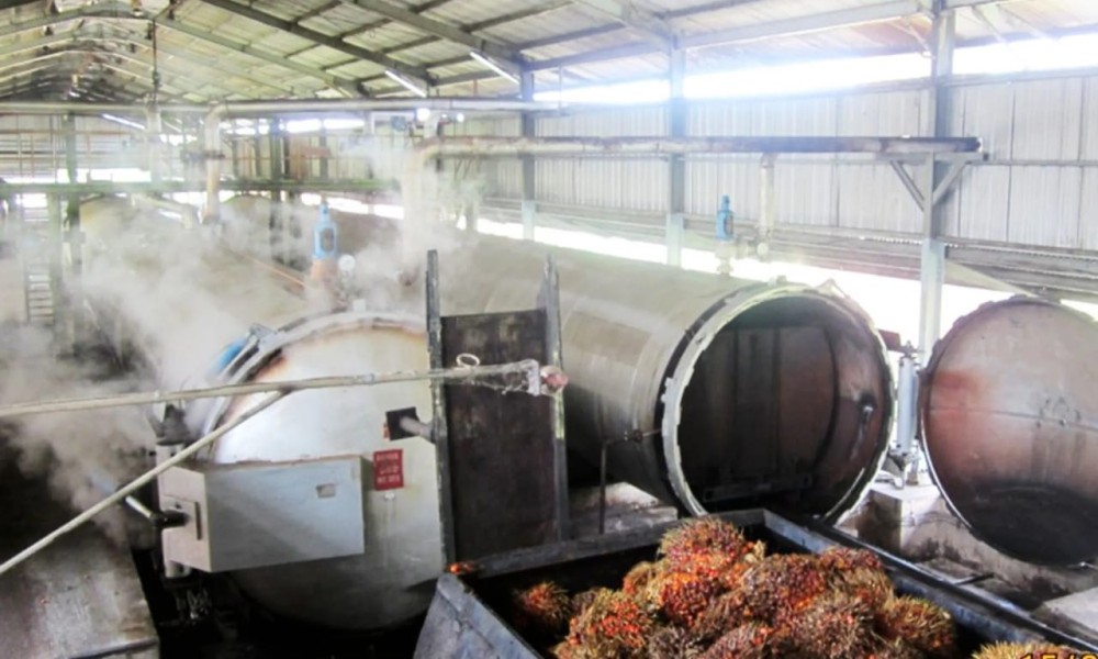 Dari 23 Perusahaan Kelapa Sawit di Riau, Mayoritas Alami Penurunan Harga CPO Hingga Rp 225 per Kg