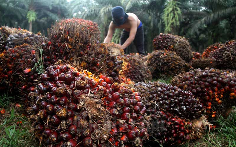 Dapat Rp 60 Juta Setiap Hektar, BPDP Mulai Salurkan Dana PSR. Kebun di Riau Juga Kebagian...