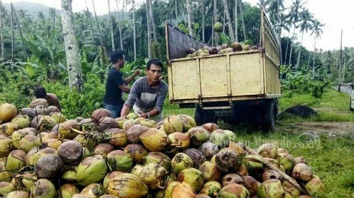 Pemprov Riau Ajukan Standarisasi Kelapa ke Mentan