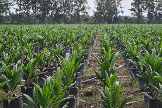 Bibit Sawit Unggul Kunci Keberlanjutan Perkebunan Indonesia