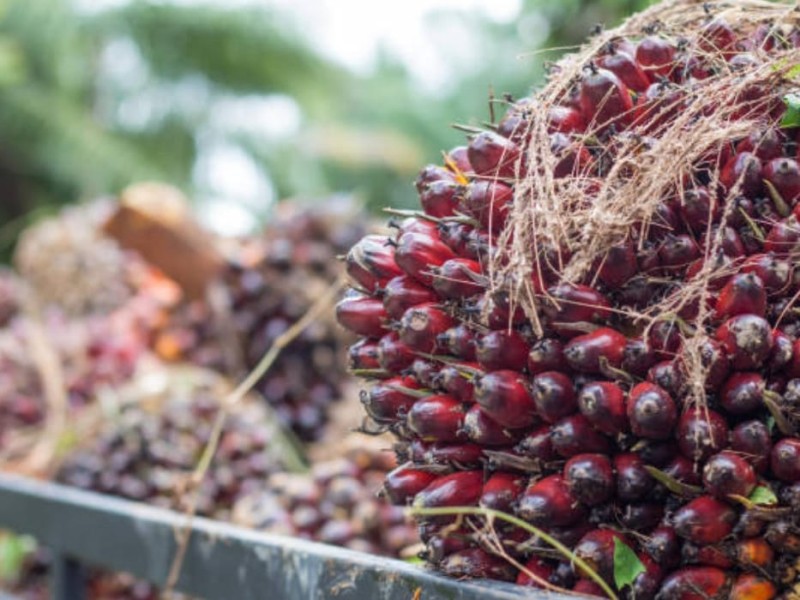Ekonomi Sawit Riau Menguat, Harga TBS Plasma Tembus Rp 3.679/Kg