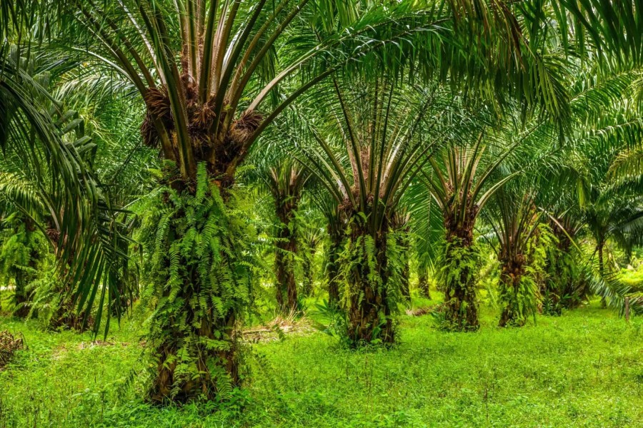 Data BPS, Riau Didominasi Kebun Sawit Swadaya