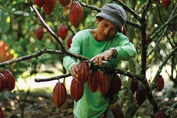 Kesuburan Lahan Menurun, Ini yang Dilakukan BRIN Kepada Petani Kakao