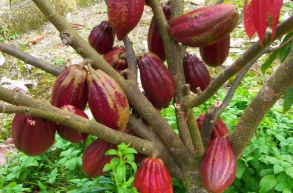 BRIN: Indonesia Miliki Potensi Besar Dalam Industri Kakao, Namun Belum Dimanfaatkan Secara Optimal