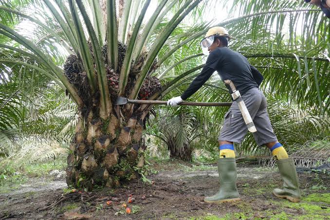 Pemerintah Perkuat Hilirisasi Sawit Berbasis Koperasi