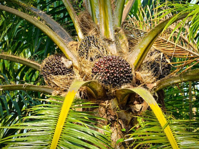 Pupuk Tepat, Sawit Sehat, Ini 10 Nutrisi Kunci Tingkatkan Produktivitas Kebun