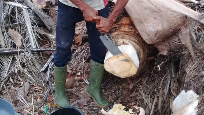 Revolusi Nira Gula Sawit untuk Kesejahteraan Petani, Dari Limbah Menjadi Cuan