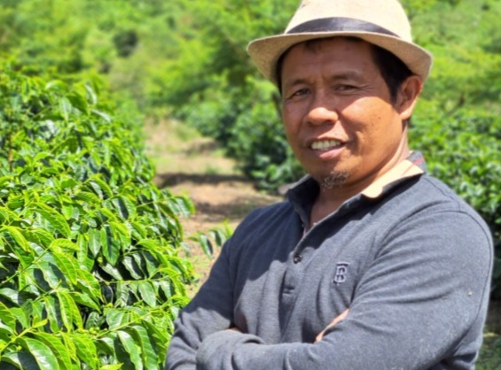 INSPIRATIF! Sehektar Lahan, Armiyadi Hasilkan 10 Ton Kopi: Duitnya Bisa Ratusan Juta