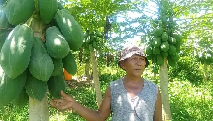 Petani di Ngada Sukses Budidaya Pepaya di Struktur Tanah Mengandung Zat Garam