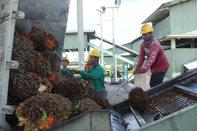 Mau Jadi Pemain Utama Dalam Industri Sawit, Ini Saran DMSI