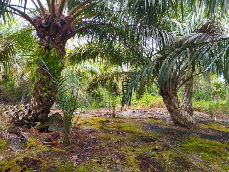Begini Caranya Agar Tanaman Kelapa Sawit Membuahkan Hasil yang Maksimal di Lahan Gambut