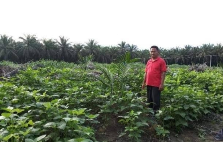 Inovasi IPB University Berhasil Kembangkan Kacang Koro di Lahan Replanting Sawit