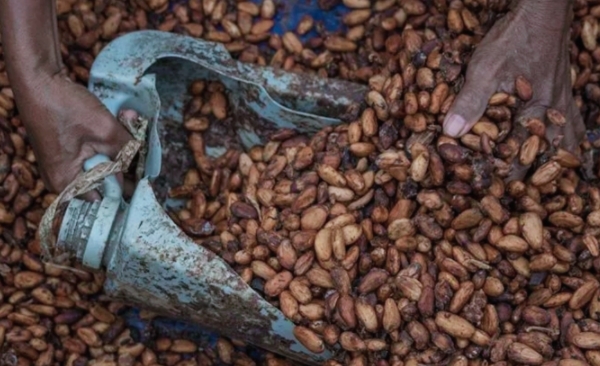 Dampak Cuaca di Afrika Barat, Buat Harga Biji Kakao Indonesia Naik 14,41 Persen