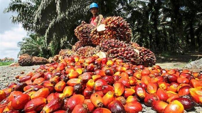 Harga TBS Kelapa Sawit Mitra Plasma Riau Turun, Ini Penyebabnya