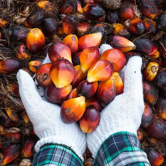 Kembangkan Teknologi Sawit Berkelanjutan, PPKS: Bisa Tingkatkan Produktivitas Industri Sawit Nasional