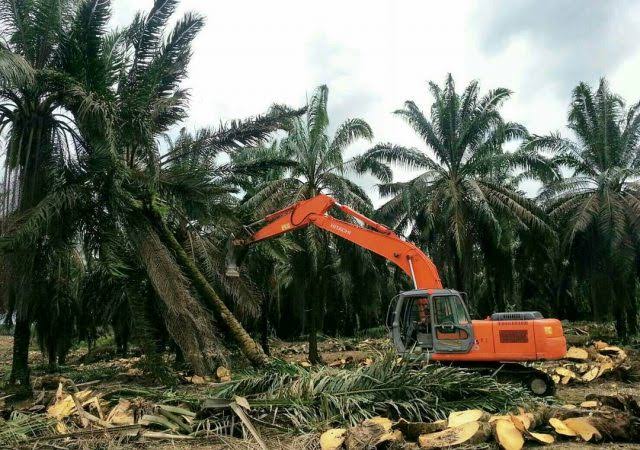 Peremajaan Sawit Salah Satu Kunci Produktivitas dan Ketahanan Nasional