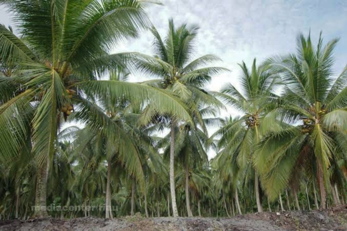 Untuk Peremajaan Kelapa Rakyat, BPDP Gelar Lokakarya Perkebunan di Pekanbaru