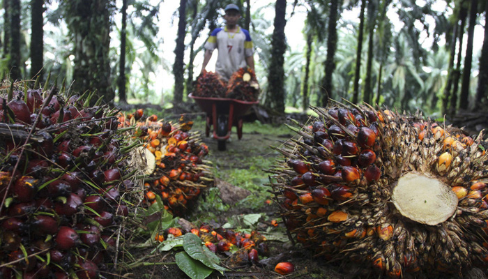 Sawit Sudah Terbukti Topang Perekonomian Nasional, Pemerintah Support Penuh