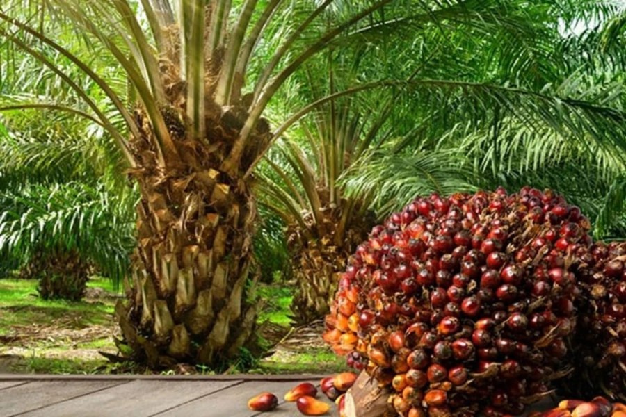 Naik, Harga TBS Kelapa Sawit Kalteng Periode I Bulan Juli Dihargai Rp3.166,20 /Kg