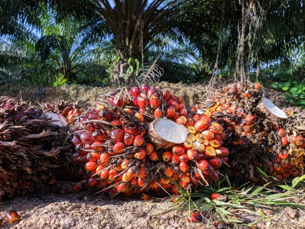 Agar TBS Sawit Swadaya Riau tak Anjlok, Disbun Sudah Buat Regulasi Kemitraan