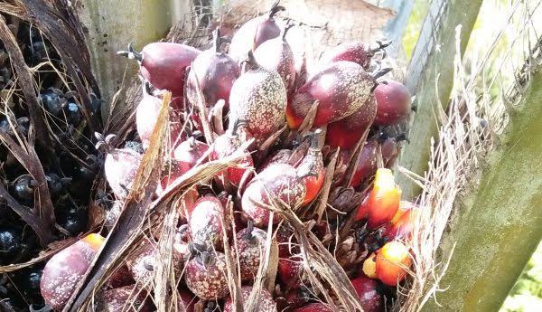Jaga Kualitas TBS, Hindari Ancaman Jamur Marasmius Palmivorus Sedini Mungkin