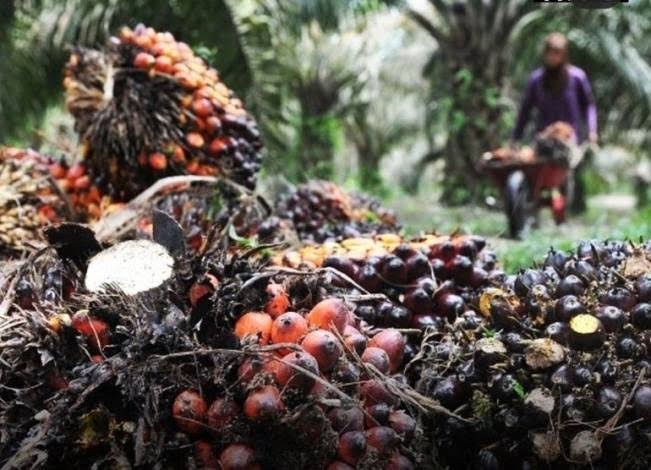 Petani Sumringah, Harga TBS Sawit Mitra Plasma Riau Naik Capai Harga Rp 3.741,93 per Kg