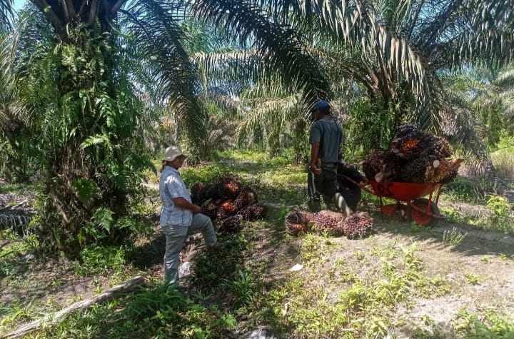 Tak Hanya Makan Buah, Tikus Juga Rusak Bibit Sawit