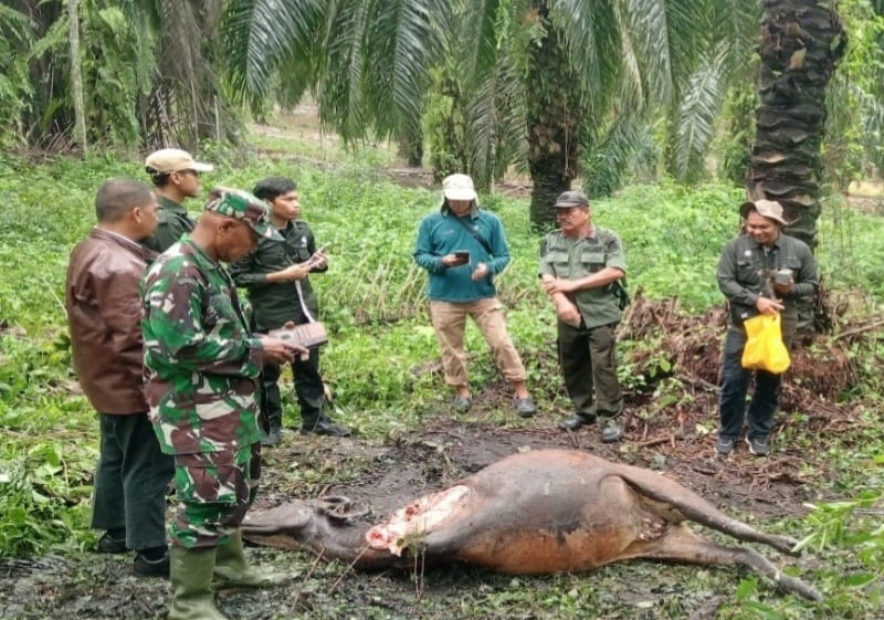 Hewan Ternak Warga Dayun Diduga Dimangsa Harimau
