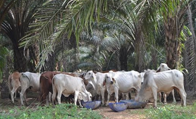 Manfaat Program SISKA, Peternak dan Petani Sawit Sama-sama Untung