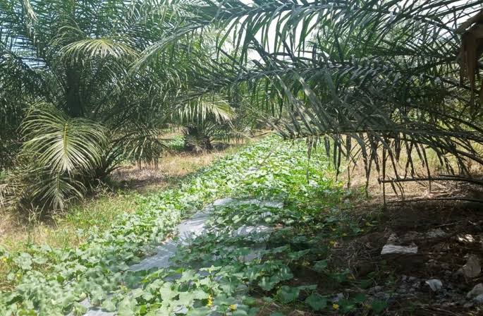 Integrasi Hutan dan Kelapa Sawit Memerlukan Perencanaan yang Cermat