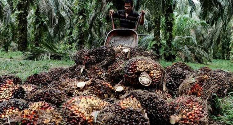 Harga TBS Sawit Jambi Turun Rp68,26 per Kg