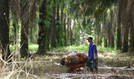 BPDP Tetapkan 18 Lembaga Penyelenggara Pelatihan Pengembangan SDM PKS 2025, Apa Saja