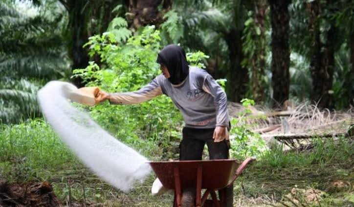 Harus Tahu, Pupuk Kimia Tak Selamanya Bisa Dicampur, Ini Penjelasan Ahli Perkebunan Sawit