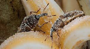 Elaeidobius kamerunicus, Kumbang Kecil di Balik Kesuksesan Industri Sawit