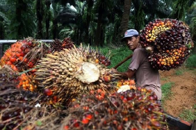Industri Sawit Riau Tetap Tunjukkan Efisiensi Operasional