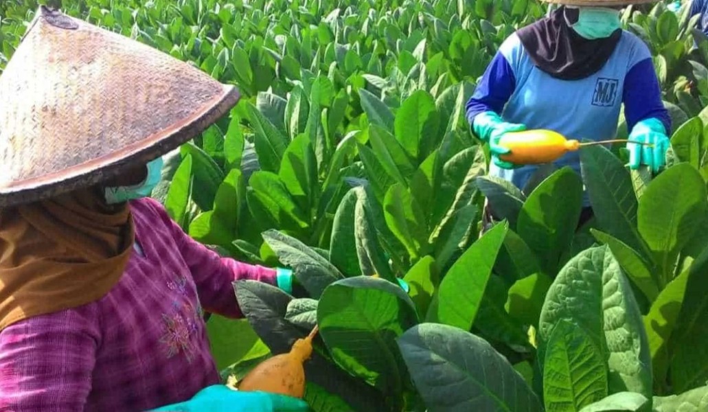 Stok Pabrik Penuh, Tahun Ini Petani Madura Diminta Kurangi Tanam Tembakau