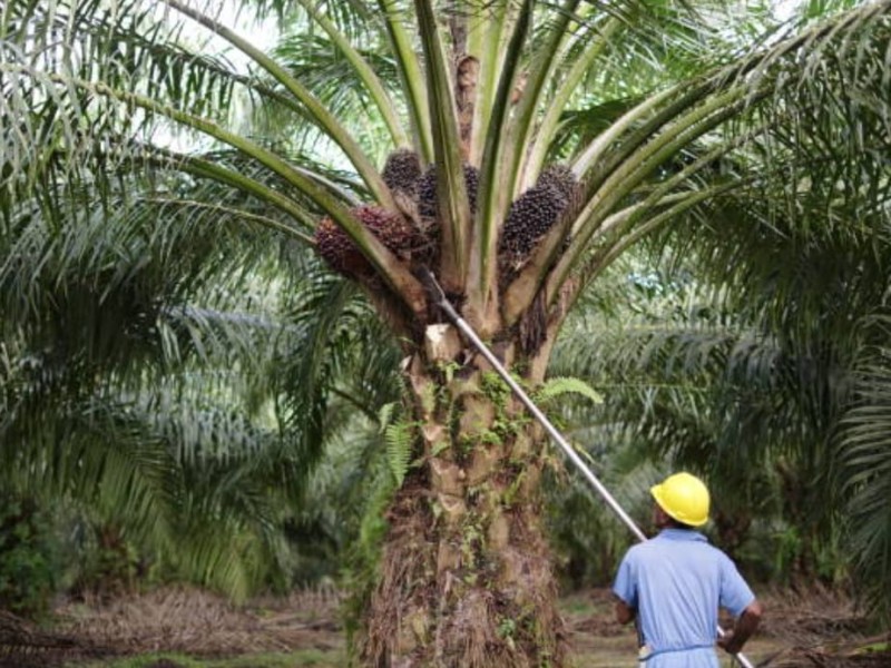 Harga Sawit Sumbar Terus Meroket