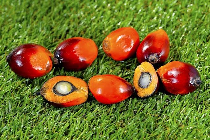 Selain Penyedia Minyak Nabati, Industri Sawit juga Membantu Pakan Ternak Dunia