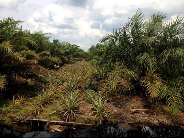 Agronom Sarankan Tanam Nenas di Sela Sawit, Ini Keuntungannya