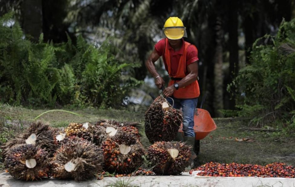 317.253 Hektare Izin Kebun Sawit dalam Kawasan Hutan Ditolak Kemenhut