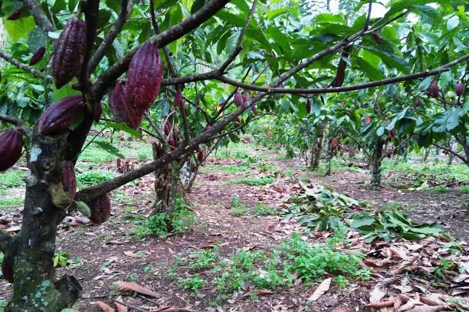 Tingkatkan Produktivitas Kakao, BPDP Mulai Jalankan Program PAKAR di Sulteng