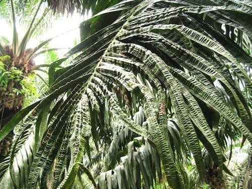 Ancam Produktivitas, Petani Harus Tahu Gejala dan Solusi Mengatasi Boron di Kelapa Sawit