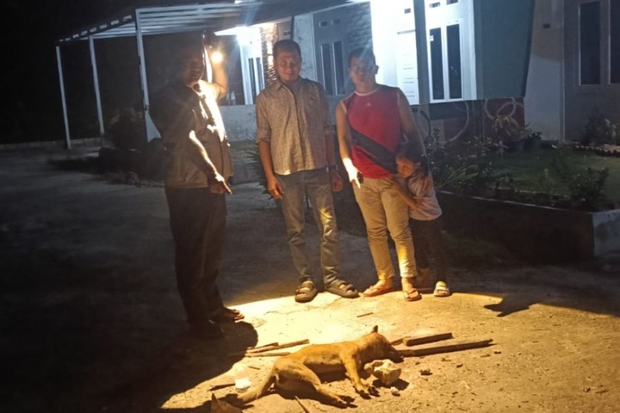 Dinkes Lakukan Pemantauan Ketat Soal Sembilan Warga Tenayan Raya Digigit Anjing Liar