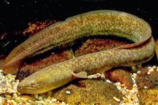 Riset BRIN: Ikat Sidat Sumber Gizi Tertinggi dalam Kandungan Omega 3, Kalahkan Salmon