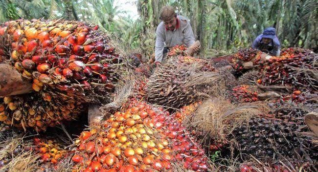 Harga TBS Sawit Mitra Plasma Riau Naik Menjadi Rp 3.635/Kg, Ini Faktornya