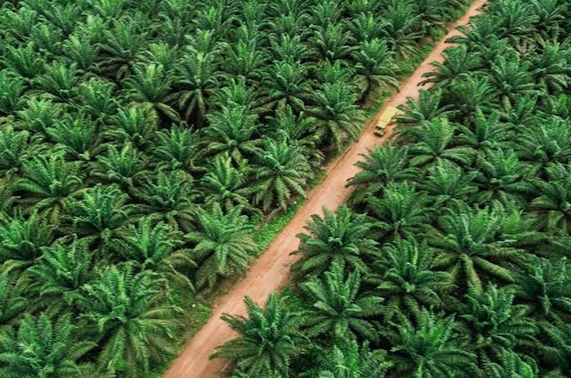 Begini Strategi Peningkatan Produktivitas Perkebunan Sawit yang Berkelanjutan