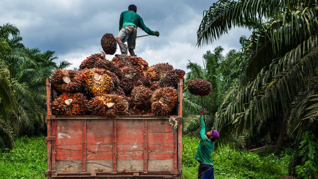 Gagas BUMD Persawitan, Gubernur Riau: Saya Minta Pak Kadis Perkebunan Buat Formulasinya