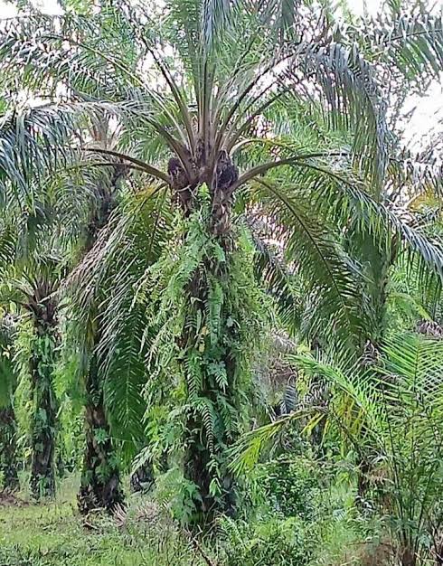 Pohon Sawit Sudah Tua, Ayo Segera Ajukan PSR